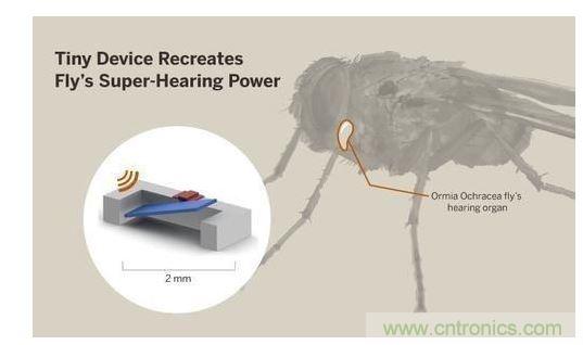 顯示研究人員們經(jīng)由這種寄生蠅的聲音處理機(jī)制啟發(fā)，開(kāi)發(fā)出一款低功耗的麥克風(fēng)組件。