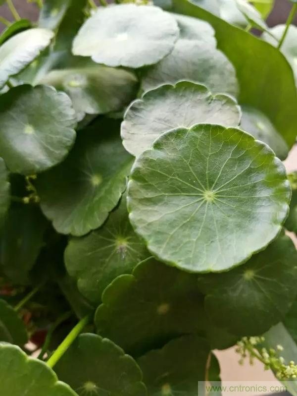 手機單鏡頭和雙鏡頭設計有什么區別？