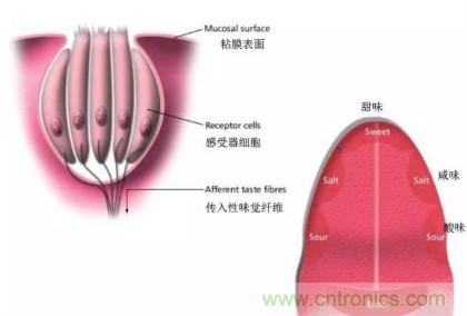 仿生傳感器的定義、原理、分類及應用
