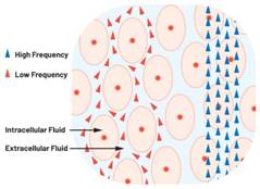 圖1.人體組織的電導率 因此,按照如上初步近似思路,模擬人體行為的電子電路可以建模如下:電阻Ri(細胞內電阻)與電容(細胞膜電容)串聯,二者與另一個電阻Re(細胞外電阻)并聯,如圖2所示2。人體的阻抗范圍在1 kHz左右的低頻時為10 kΩ至1 MΩ,在1 MHz左右的高頻時為1 kΩ至100 Ω。 圖1.人體組織的電導率 因此,按照如上初步近似思路,模擬人體行為的電子電路可以建模如下:電阻Ri(細胞內電阻)與電容(細胞膜電容)串聯,二者與另一個電阻Re(細胞外電阻)并聯,如圖2所示2。人體的阻抗范圍在1 kHz左右的低頻時為10 kΩ至1 MΩ,在1 MHz左右的高頻時為1 kΩ至100 Ω。
